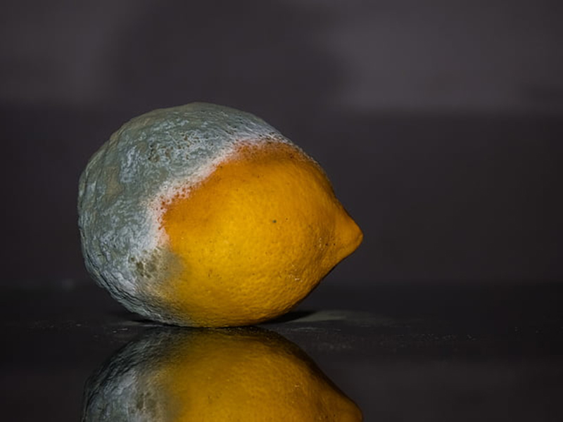 食品中常見的真菌毒素有哪些？