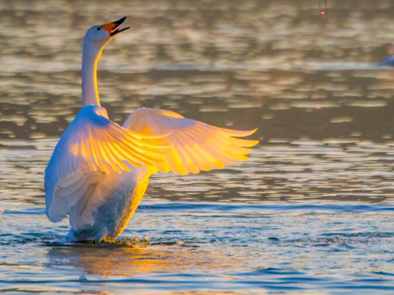 水產(chǎn)養(yǎng)殖水質(zhì)檢測儀有哪幾種
