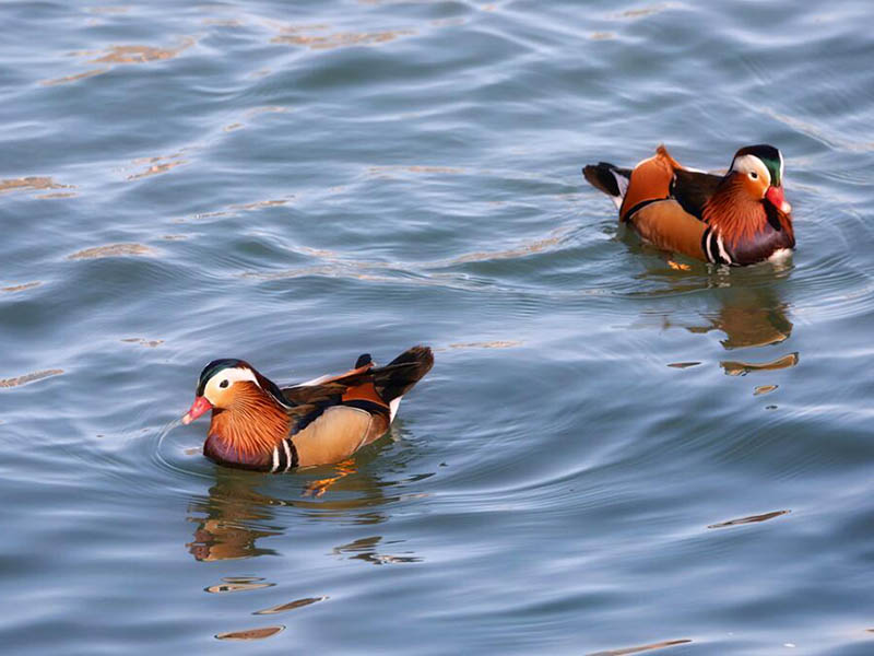 水產養(yǎng)殖水質檢測主要指標