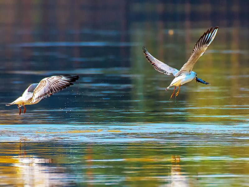 BOD測(cè)定儀大概多少錢一臺(tái)