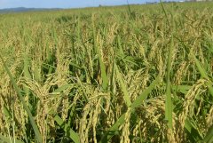 土壤養(yǎng)分測試儀的使用