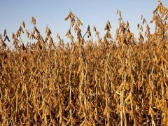 光合作用測(cè)試儀為高光效育種提供基礎(chǔ)