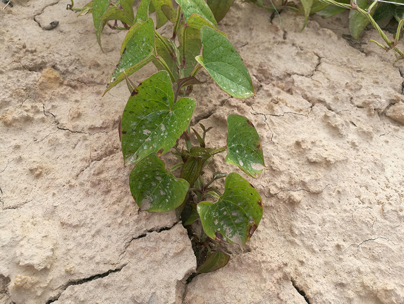 土壤水分測(cè)量?jī)x 土壤水分測(cè)量?jī)x