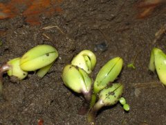 種子發(fā)芽箱廠家哪家好？