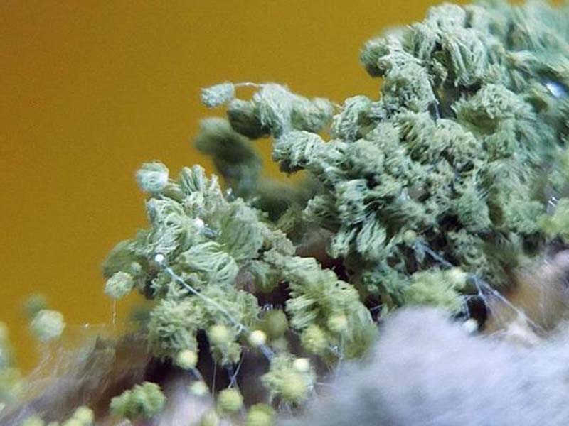 嘔吐毒素對人體有怎樣的危害 嘔吐毒素對人體有怎樣的危害