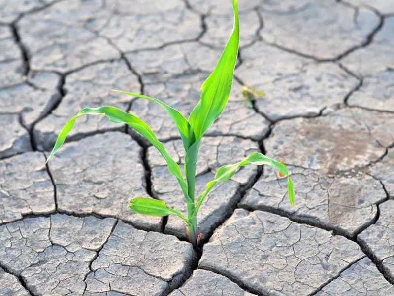 土壤鹽分速測儀